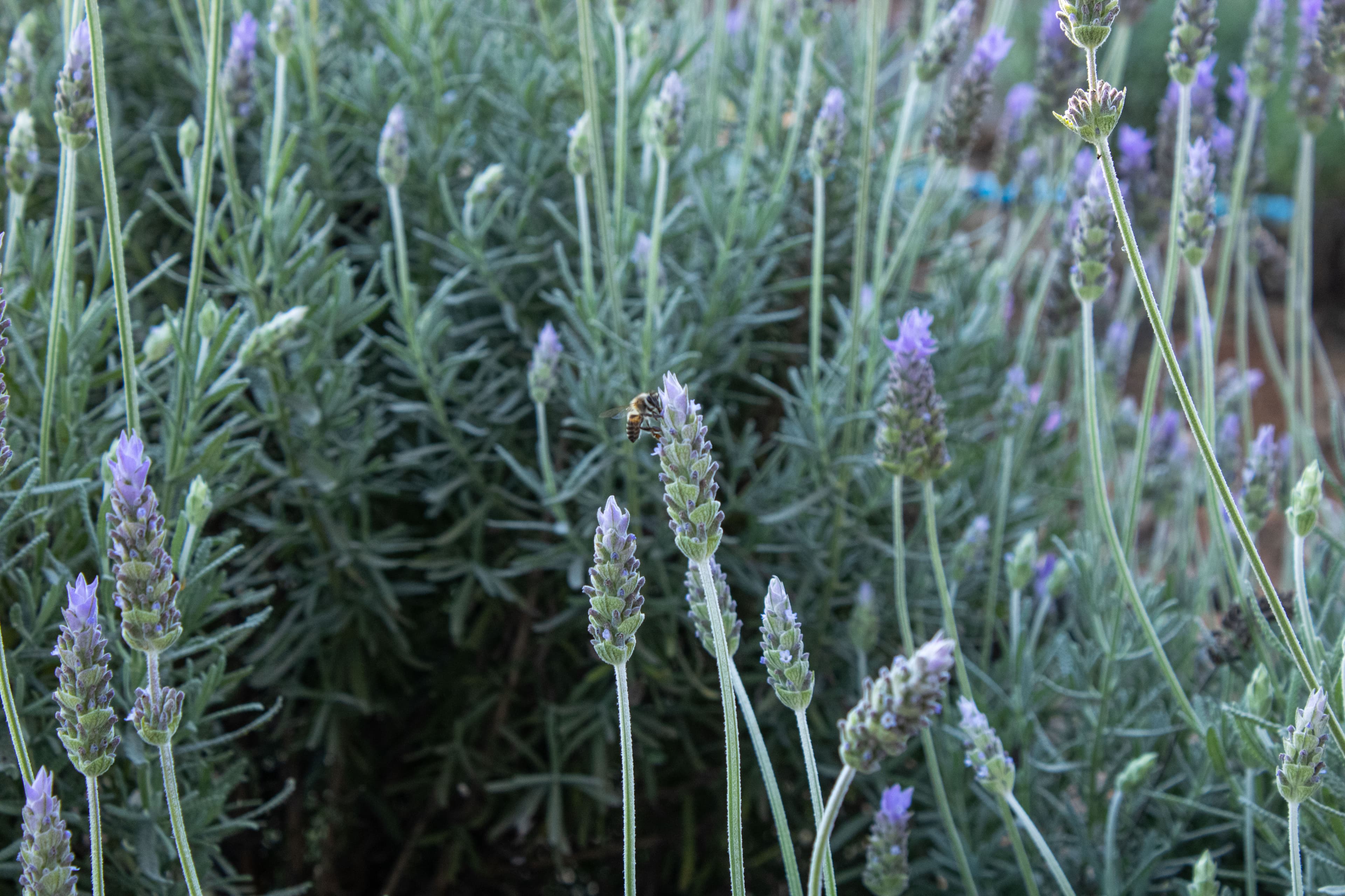 Abelha pousada em uma Lavanda ao redor de um Campo de Lavanda.
