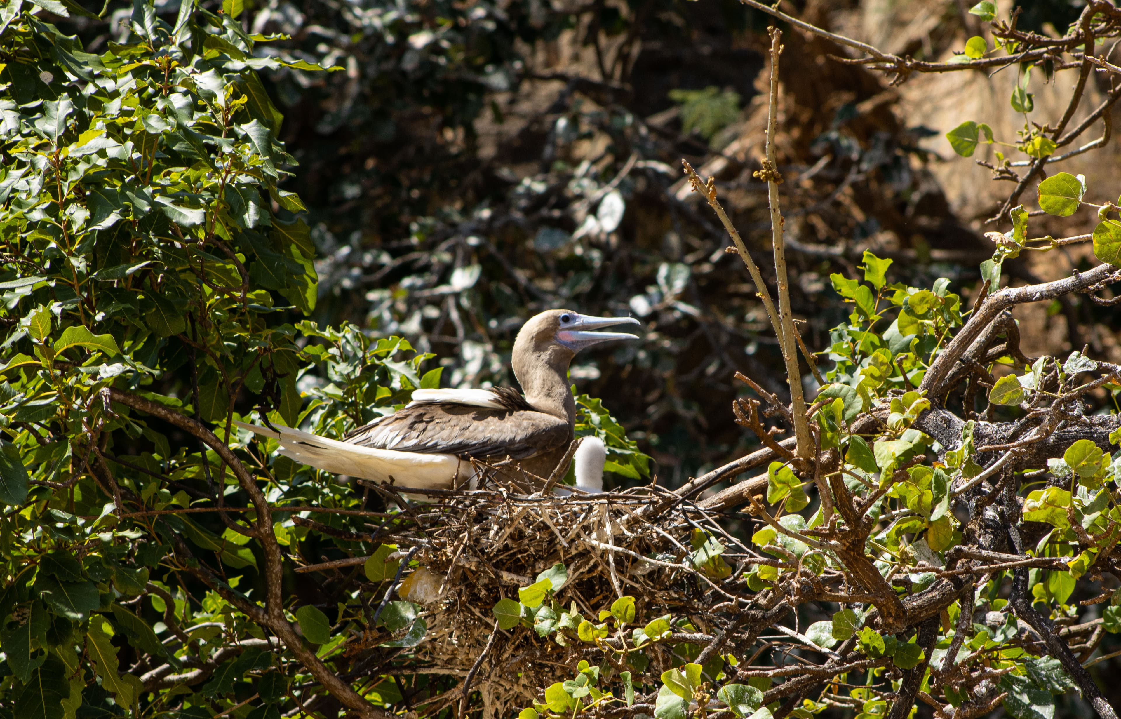 Ave Atobá no ninho com seu filhote em Fernando de Noronha. 