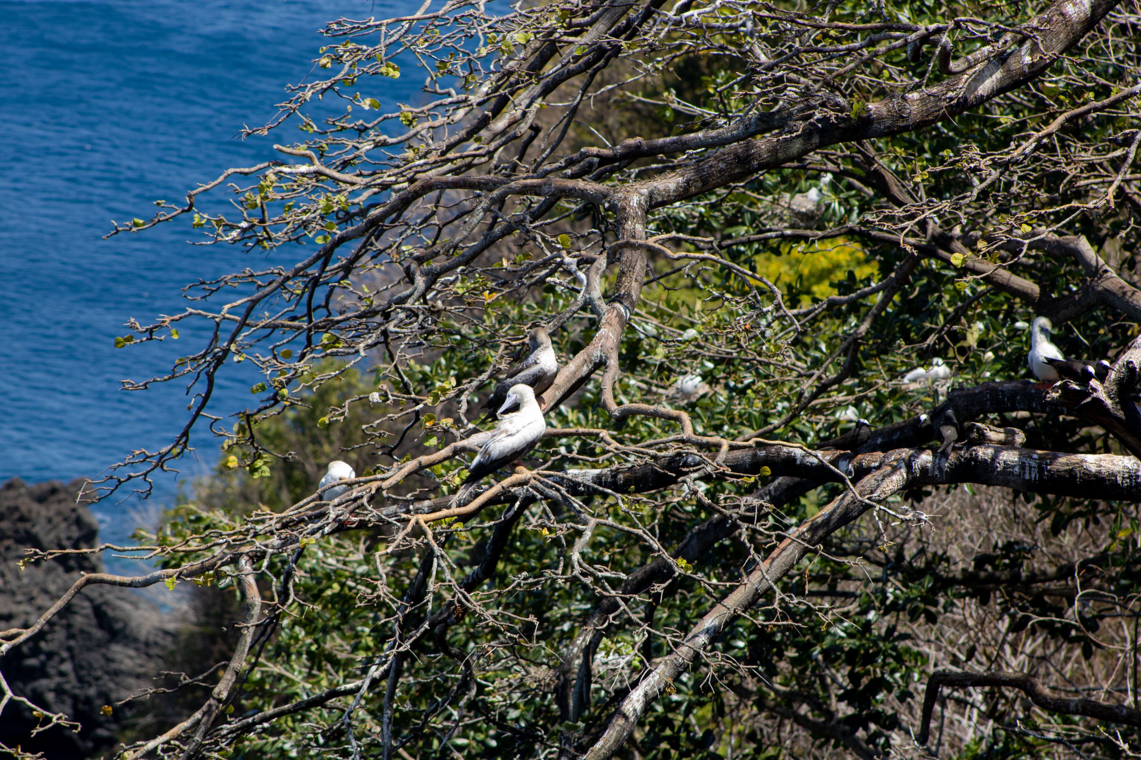 Atobás em árvore de Noronha
