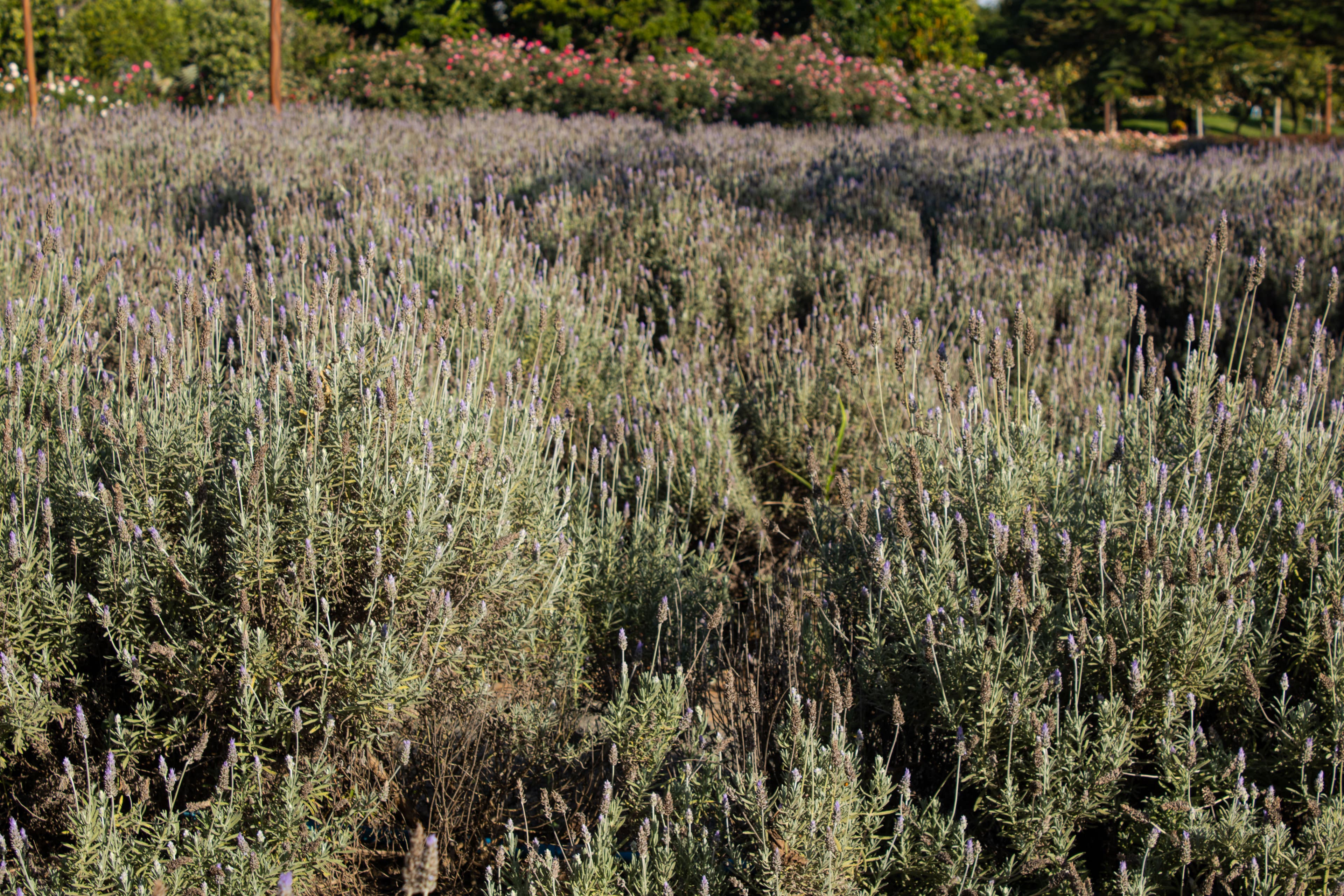 Campo de Lavanda da cidade de Holambra.