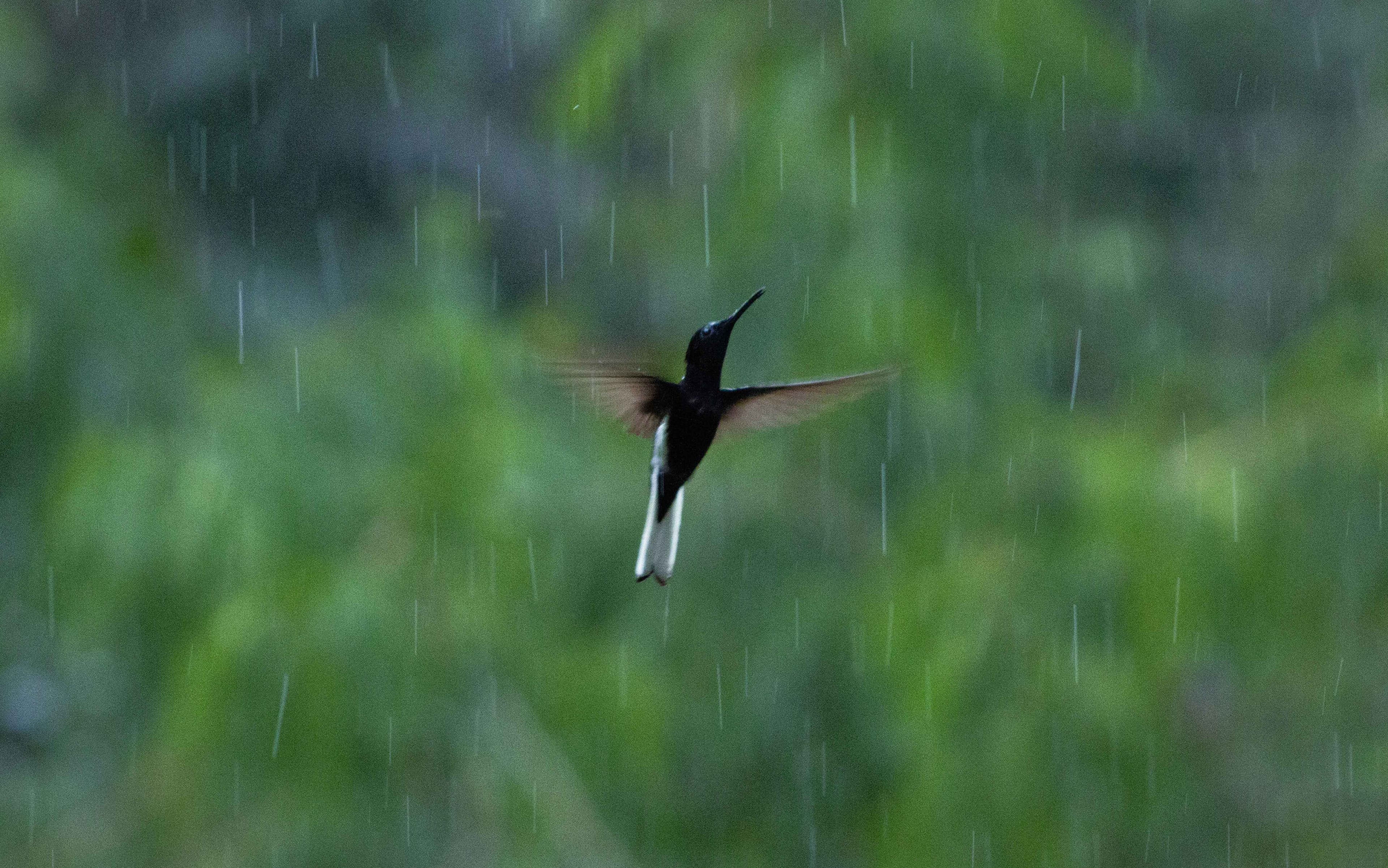 Beija-Flor voando no meio da chuva.