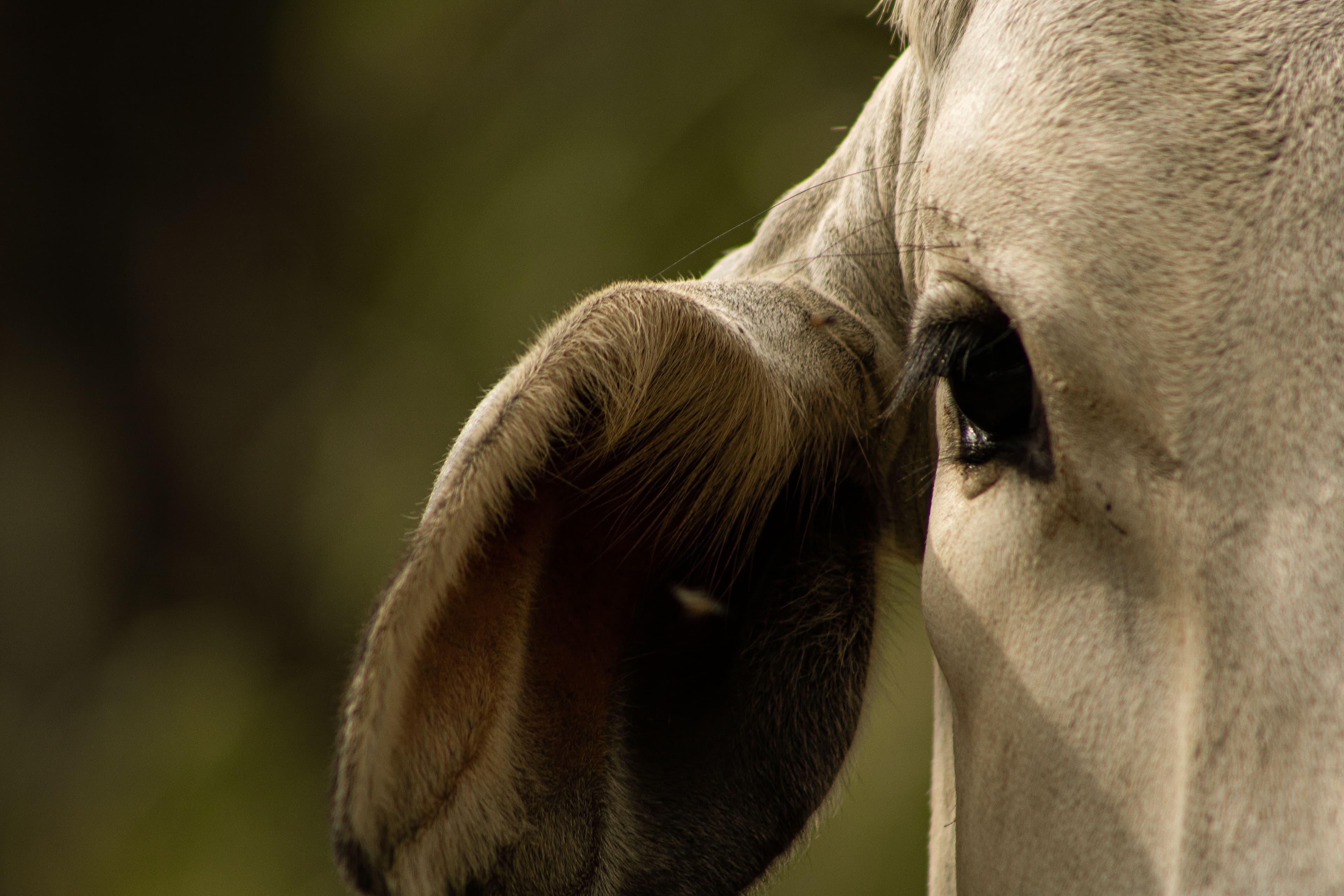 Olho de um animal bovino, branco.