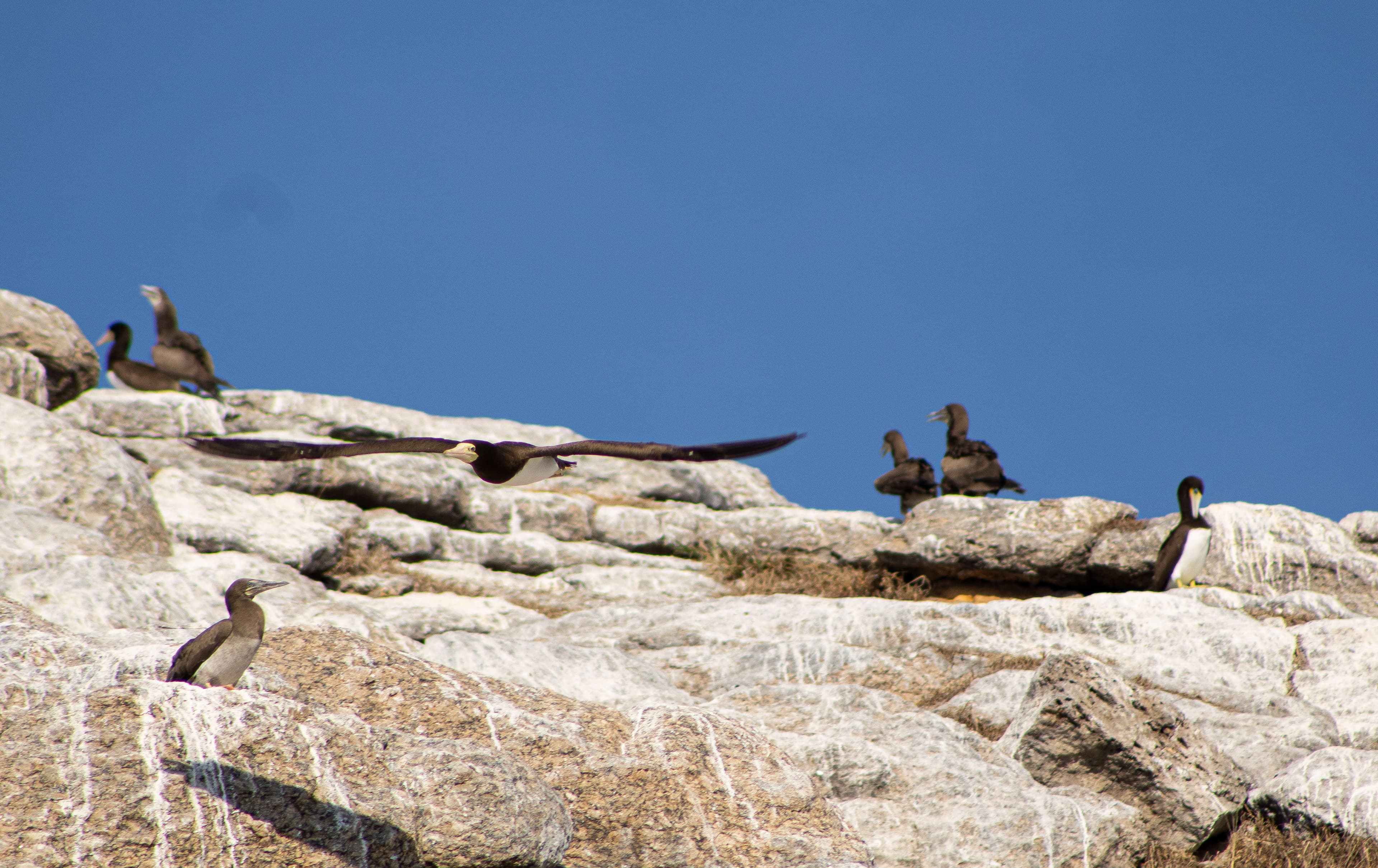 Atobás pousados e sobrevoando sobre a Laje de Santos.